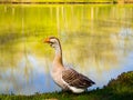 Beautiful goose next to lake
