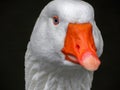 A Beautiful Goose portrait