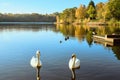 2 Beautiful goose on a pound with reflection