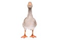 Beautiful goose standing isolated
