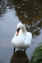 Beautiful goose on a pound standing up