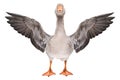 Beautiful goose stands with wings spread