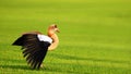 Beautiful Goose at Sunset Royalty Free Stock Photo