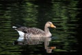 Beautiful goose swimming in the lake