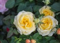 Beautiful Goose Yellow Rose Flowers Background