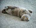 Beautiful Gorgeous British Blue Short Hair pedigree cat lying on back looking so cute on grey carpet Royalty Free Stock Photo