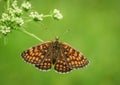 Amazing black and orange figured butterfly with white flowers on green spring meadow during summer