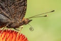 Amazing colorful figured butterfly on green spring meadow during summer