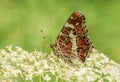 Amazing colorful figured butterfly with white flowers on green spring meadow during summer