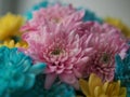 Beautiful gorgeous pink purple mixed color yellow green blue red orange rainbow color chrysanthemum bouquet perfect gift for girl Royalty Free Stock Photo