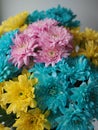 Multi-colored chrysanthemums. Motley rainbow bouquet. Blue, yellow, white, pink flowers. Flower background