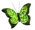 Beautiful spring green butterfly insect