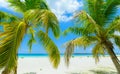 Gorgeous relaxing pretty inviting view on Cuban white sand tropical beach with fluffy fresh green coconut palms against tranquil t