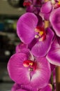 Blooming beautiful pink and purple orchid flowers Royalty Free Stock Photo