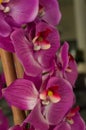Stunning pink and purple orchid flowers, in bloom Royalty Free Stock Photo