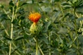 The beautiful and gorgeous yellow and red color Safflower