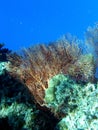 Beautiful Gorgonian Sea Fan Fiji