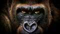 Gorilla extreme close up portrait. Looking straight in the camera Royalty Free Stock Photo