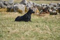 Beautiful Gotland sheep with lambs and Dorper sheep crosses with lambs in a meadow on a sunny spring day on a farm in Skaraborg Royalty Free Stock Photo