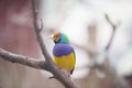 Beautiful Gouldian Finch. Royalty Free Stock Photo