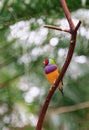 Beautiful Gouldian Finch perching on a tree branch Royalty Free Stock Photo