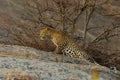 A beautiful and graceful adult leopard stretching on a rock