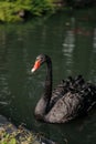 Beautiful and graceful black swan swimming in lake