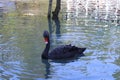 a beautiful and graceful black swan swims on the lake