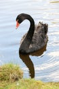 Beautiful and graceful black swan on the water