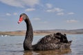 Beautiful graceful black unique swan