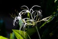 Beautiful graceful exotic tropical flower Hymenocallis Coastal