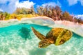 A Hawaiian Green Sea Turtle in the Pacific Ocean in Hawaii Royalty Free Stock Photo