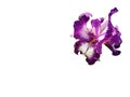Beautiful graceful iris flower of white and purple color. White background. Isolate. Square image. Stamens and pistils. The flower