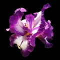 Beautiful graceful iris flower of white-purple color on a black background. Isolate. Square image. Stamens and pistils Royalty Free Stock Photo