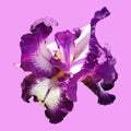 Beautiful graceful iris flower of white-purple color. nice pink background. Isolate. Square image. Stamens and pistils