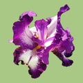 Beautiful graceful iris flower of white-purple color. Pistachio background. Isolate. Square image. Stamens and pistils. Base green Royalty Free Stock Photo