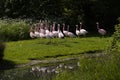 Six species of Flamingo thoughout the world Royalty Free Stock Photo