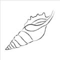 Beautiful graceful oblong shell cuty Royalty Free Stock Photo
