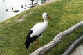 A beautiful, graceful stork, a symbol of a happy family, peace and kindness. Adult European white stork standing in the green Royalty Free Stock Photo