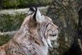 A beautiful graceful wild lynx squints against the sun. Close-up of a predatory cat`s face Royalty Free Stock Photo