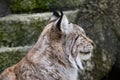 A beautiful graceful wild lynx squints against the sun. Close-up of a predatory cat`s face