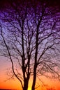 Beautiful graduated multicolor sunset silhouette of large tree Royalty Free Stock Photo