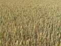 Beautiful grain field with large spikes of intense color