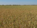 Beautiful grain field with large spikes of intense color