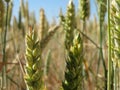 Beautiful grain field with large spikes of intense color