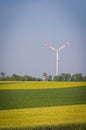 Grain fields wiht windmill in backround