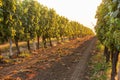 Beautiful grape field