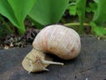 Beautiful grape snail on a black stump Royalty Free Stock Photo