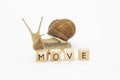 Beautiful grape snail move next wooden cubes. On cubes written words MOVE