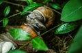 Beautiful grape snails in the background of a spring green garden